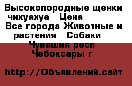 Высокопородные щенки чихуахуа › Цена ­ 25 000 - Все города Животные и растения » Собаки   . Чувашия респ.,Чебоксары г.